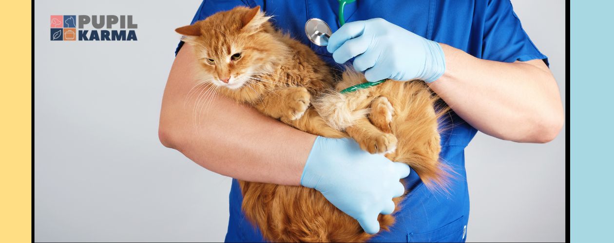 Zbiżenie na rudego kota trzymanego przez lekarza weterynarii w niebieskim ubraniu. Po bokach kolorowe pasy i logo pupilkarma na jasnym tle.